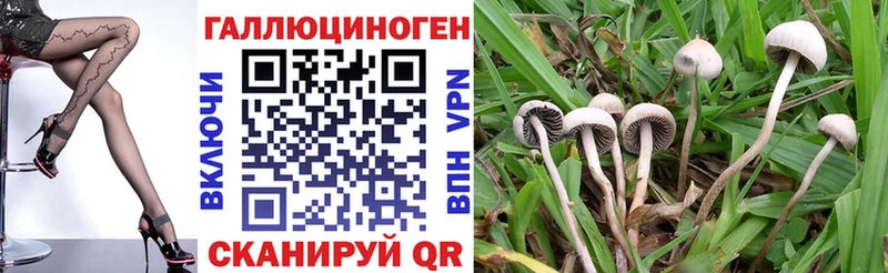 KRAKEN маркетплейс  наркошоп  Ставрополь  Галлюциногенные грибы Psilocybine cubensis 